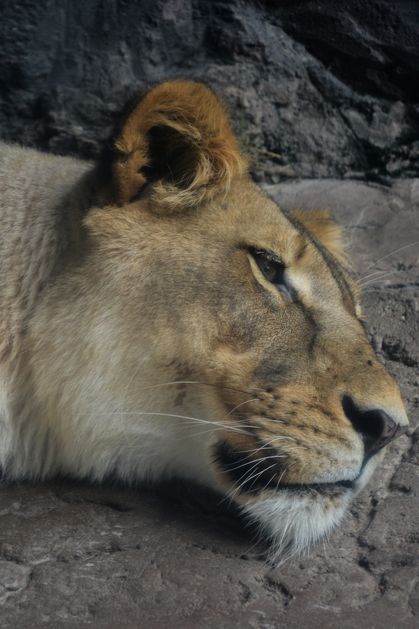 Out of Africa